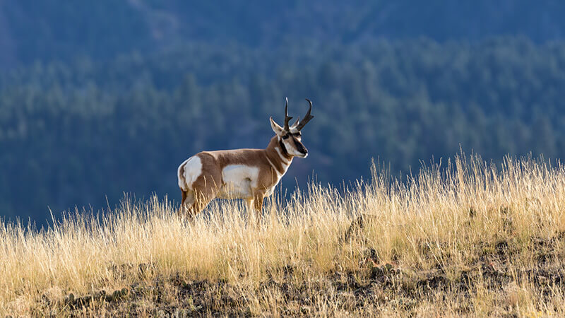 Pronghorn in ther grasslands