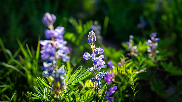 Wildflower field of lupines